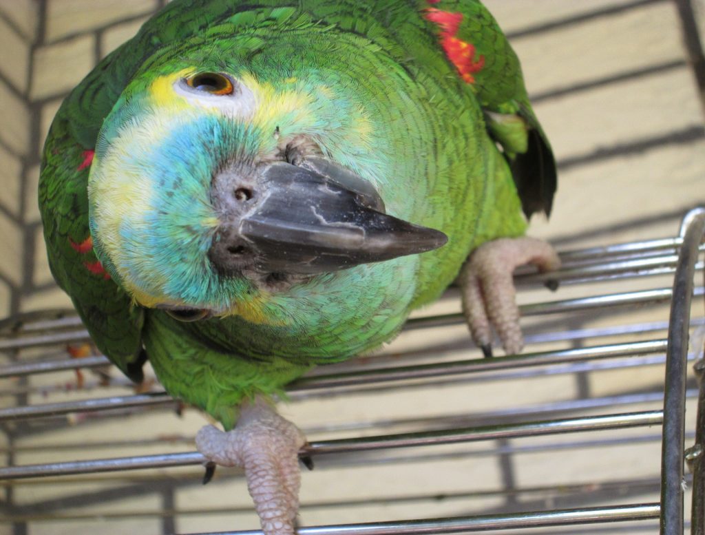 Papagei am Käfig